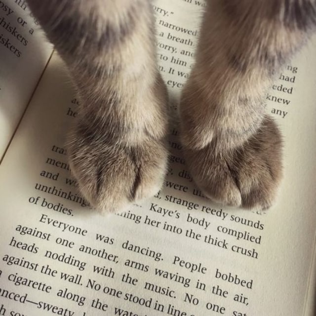 Прикольные, смешной рисунок книга